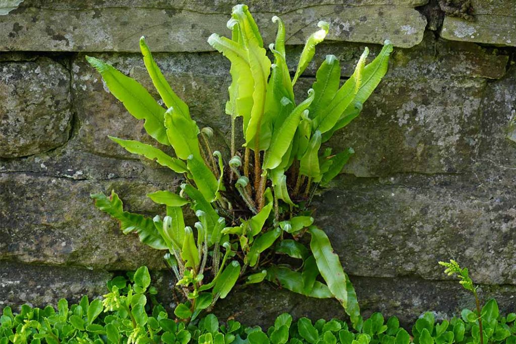 Green fronds of Asplenium scolopendrium 'Cristata' 
