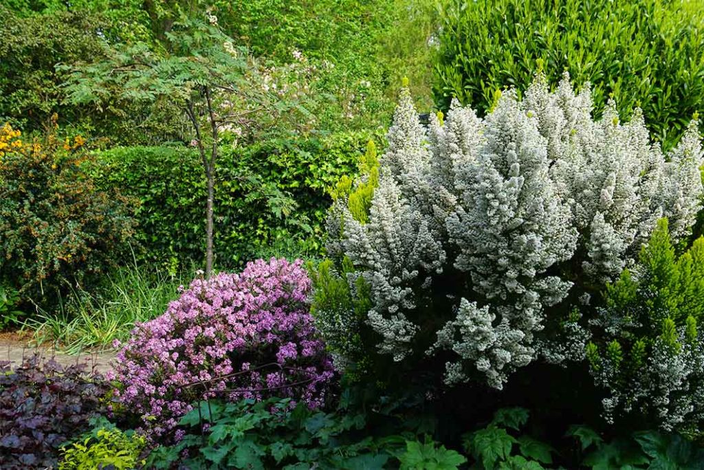 White and purple flowers of Erica arborea alongside the pink flowers if the Hebe Pink paradise.