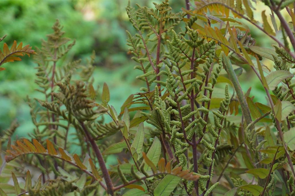 bronze foliage on Osmunda regalis 'Purpurascens' fern.