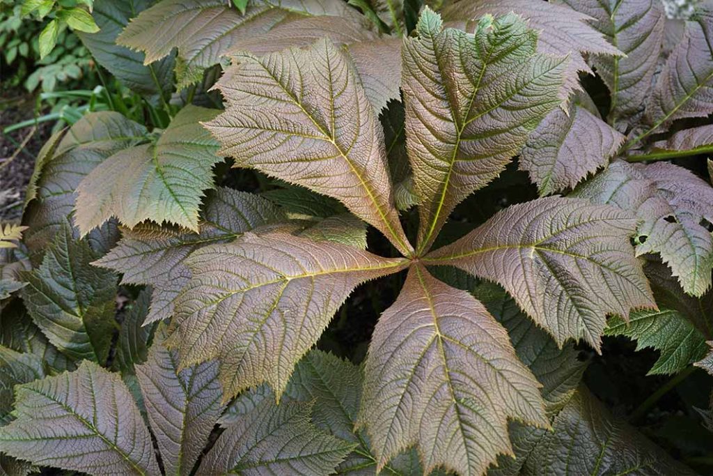 Bronze leaves of Rodgersia podophylla 