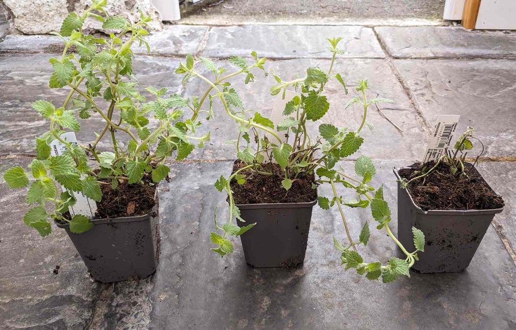 3 nepeta plants ordered together. 1 good, 1 ok and 1 very bad condition