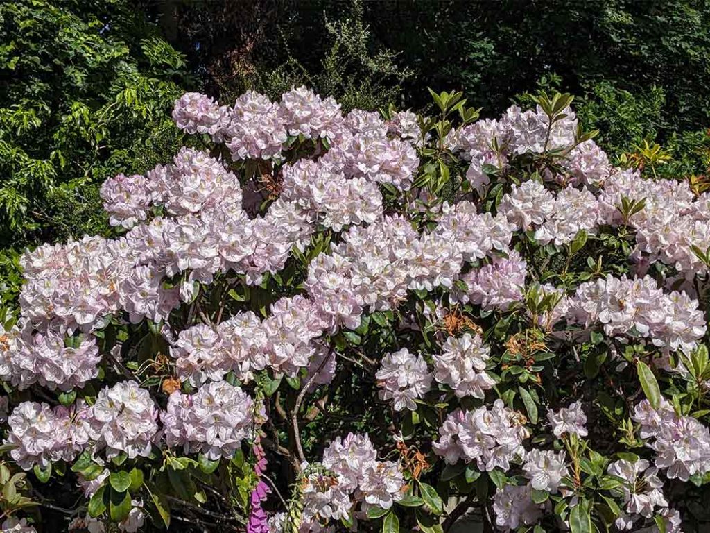 pale pink flowers on a rhododendron