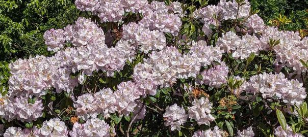 pale pink flowers on a rhododendron