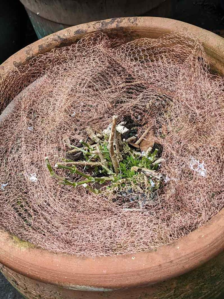 large clay pot with copper mesh around a plant that has been eaten by slugs, shows slug trails over the copper mesh