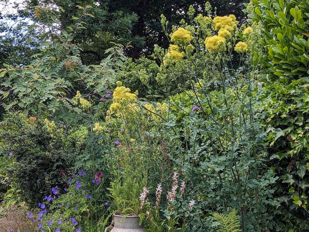 tall yellow thalictrum flowers