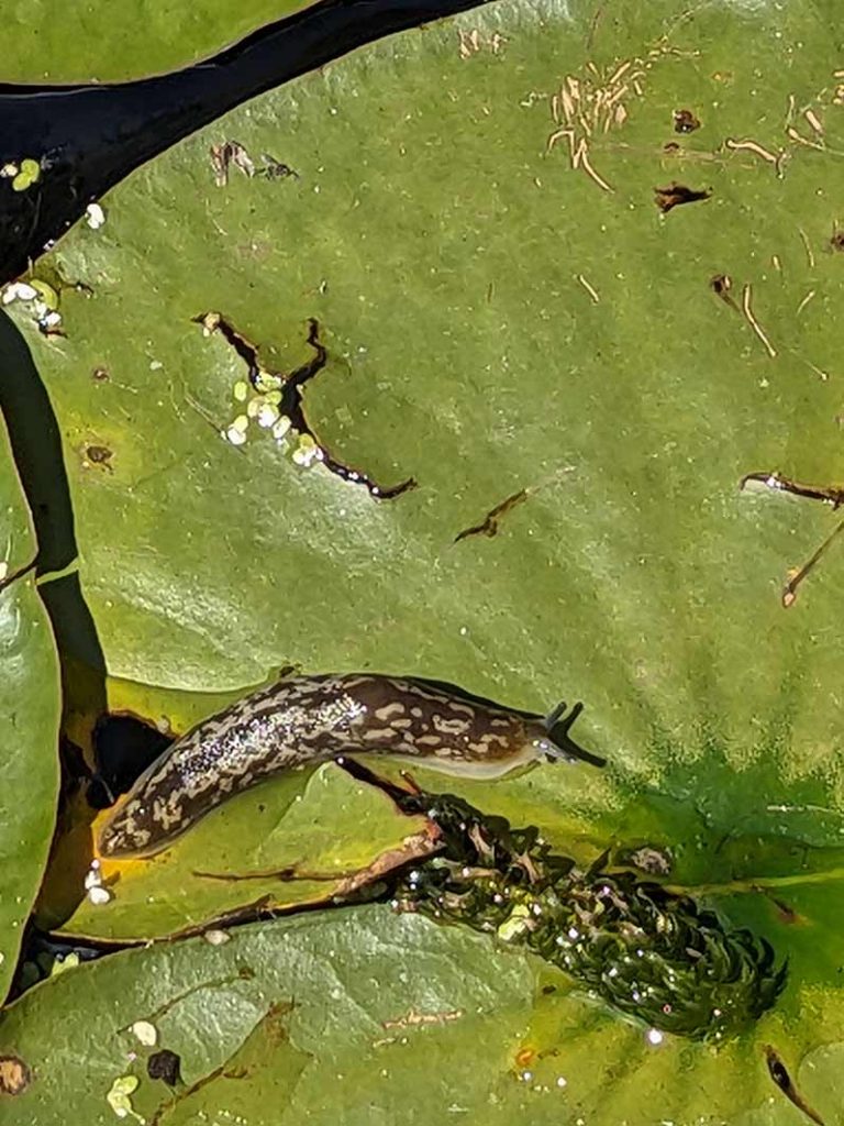 leopard slug on water lily pad