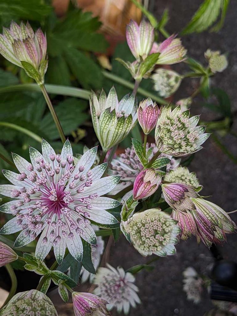 White with pink coloured astrantia flowers in autumn.