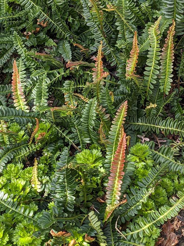 Small ground cover fern coming up through saxifrage.