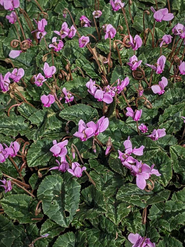 carpet of purple cyclamen