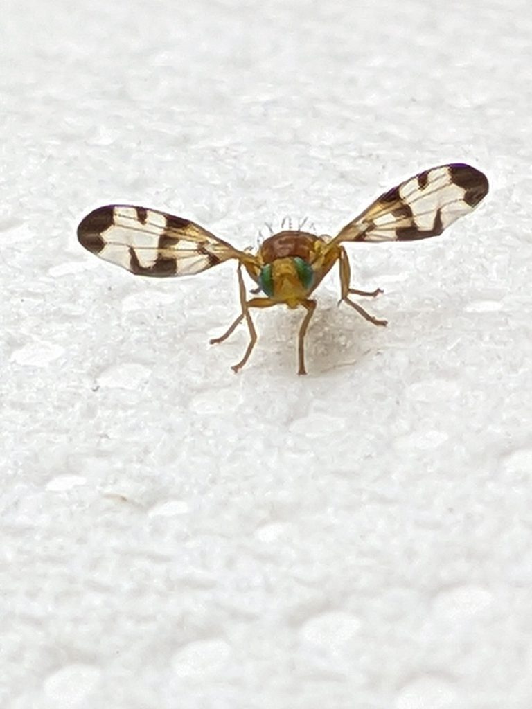 Small fly with green eyes and mottled wings