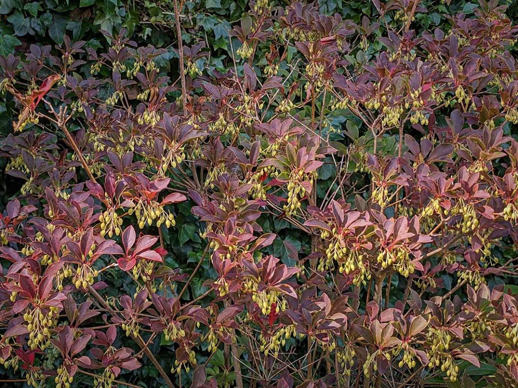 Autumnal bronze foliage of enkianthus with green berries.