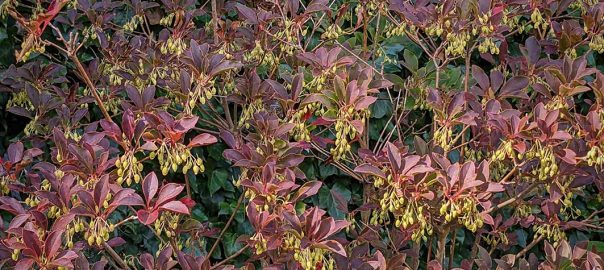 Autumnal bronze foliage of enkianthus with green berries.