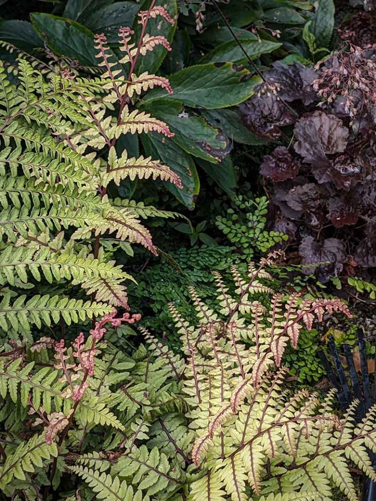 Fern with purple ribs and purple tinged frond ends.