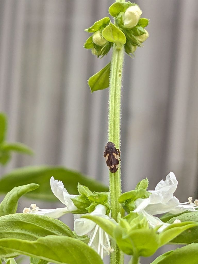 common frog hopper sitting on a basil plant stalk