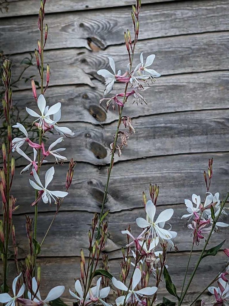 Dainty white, butterfly-like flowers of the Gaura.