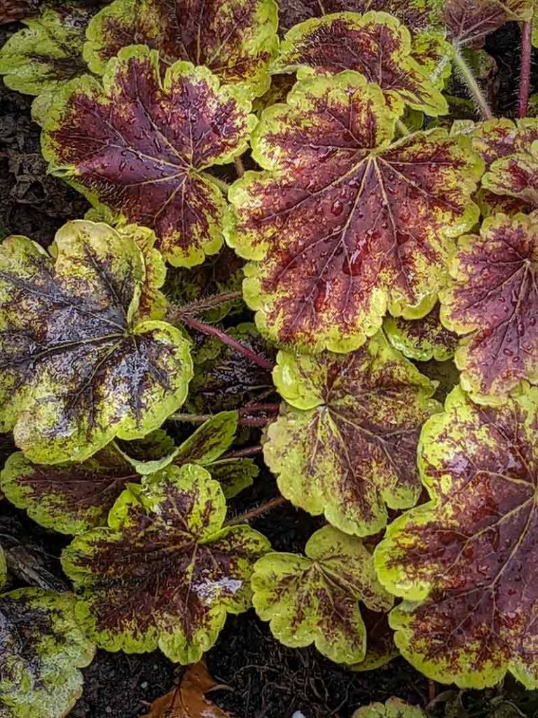 Bronze/purple centre with green edge of Heuchera solar eclipse foliage.