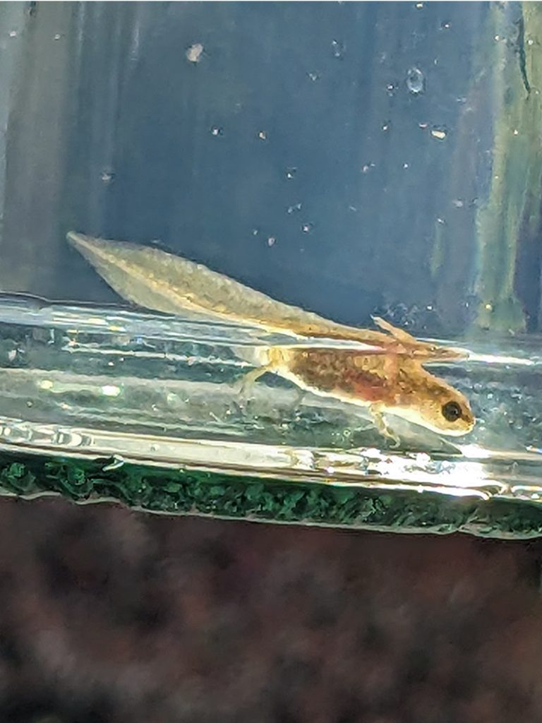 Eft (baby newt) in a jar when pond dipping.