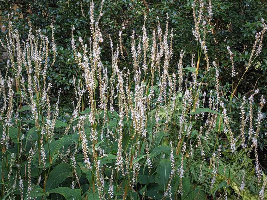 White flowers of persicaria alba.