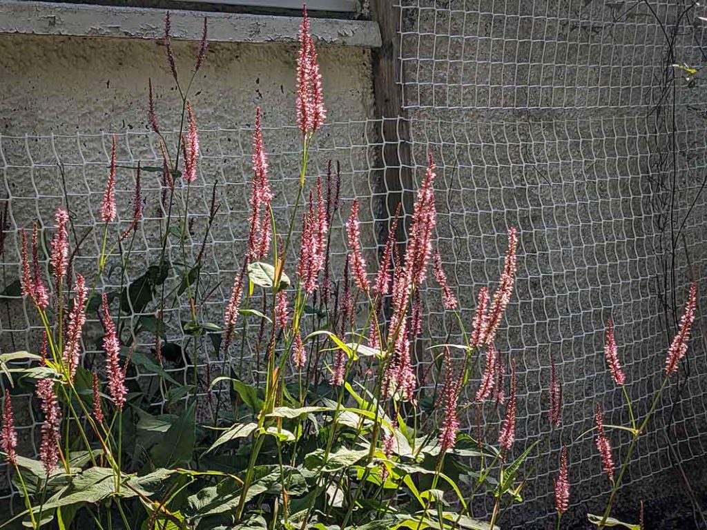 Tall pike persicaria flowers.