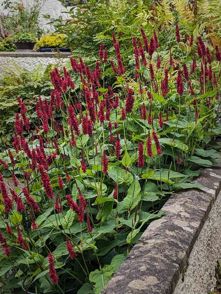 Red flowers of persicaria.