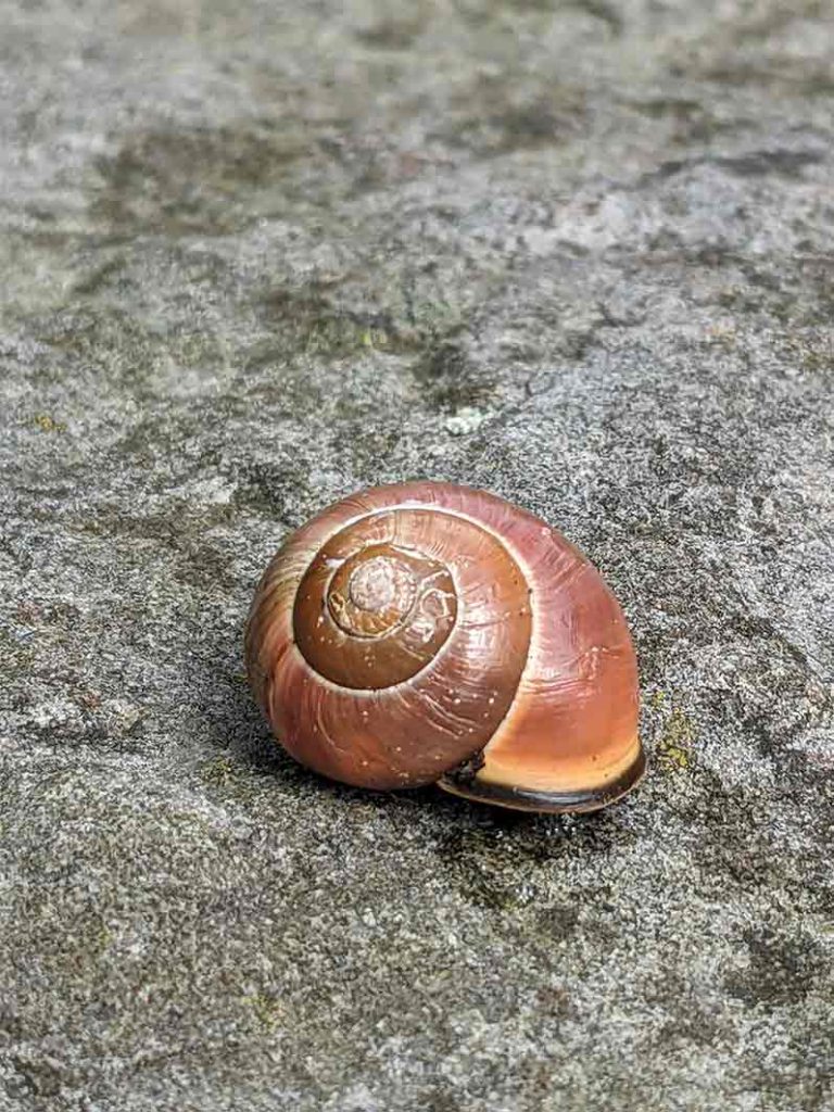 Pinkish-brown snail