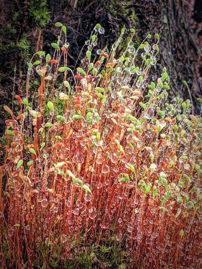 Water droplets on sporophytes of moss.