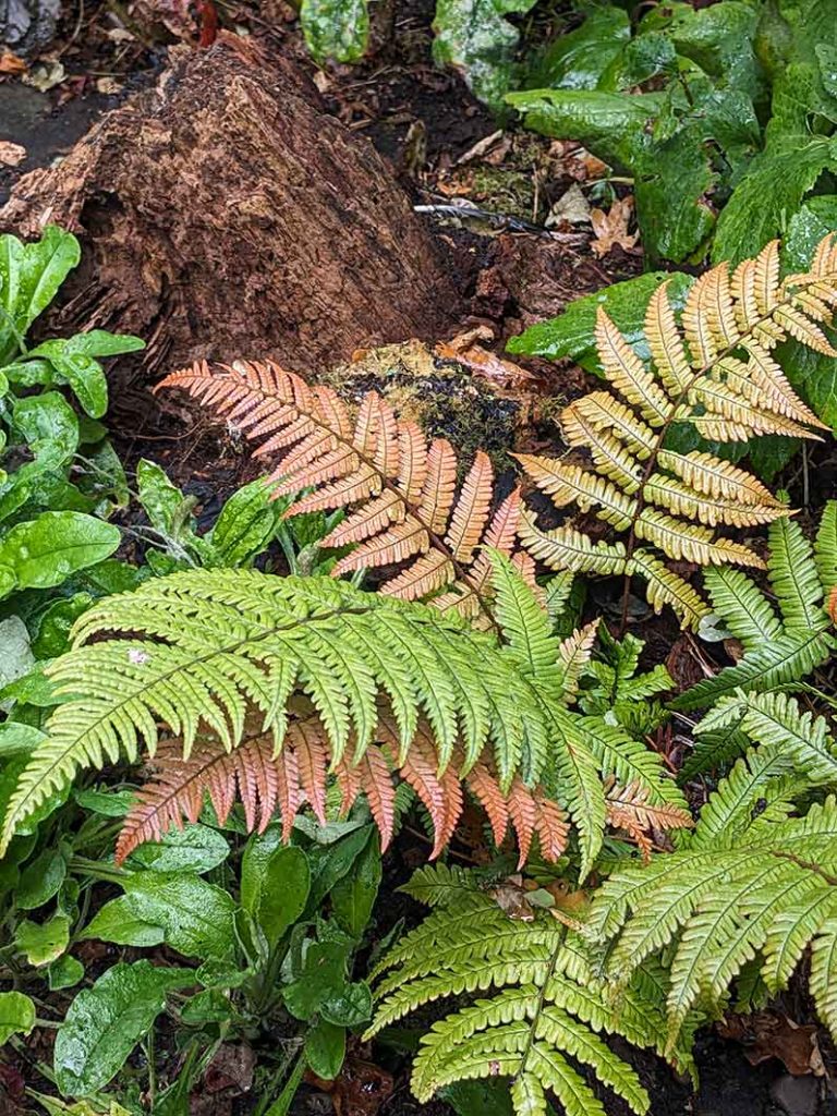 Bronze coloured fronds of the rosy buckler fern.