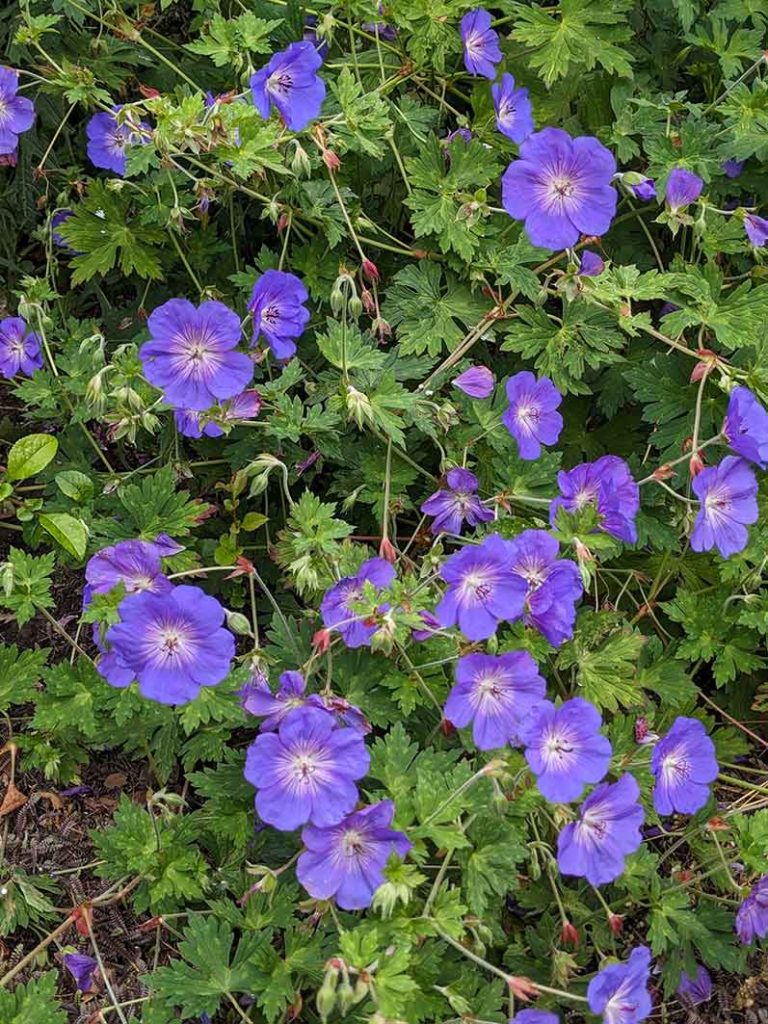 Hardy blue geranium Rozzane