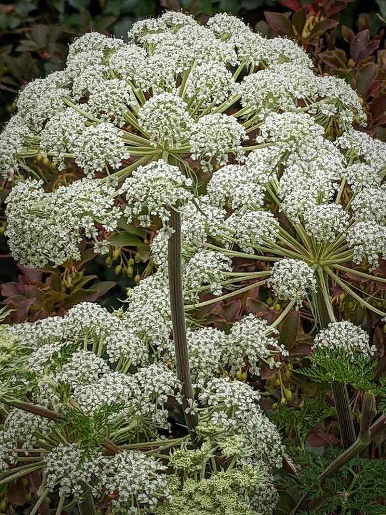 Large white flowerheads of selinum wallichinum.