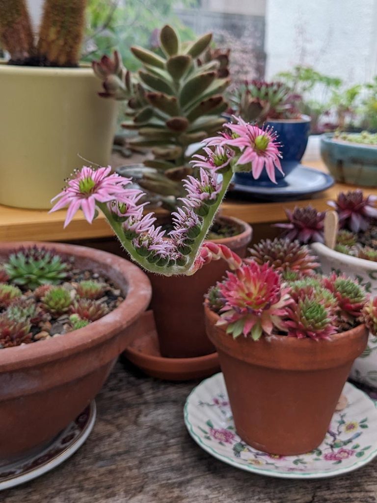 sempervivum flowers forming a V shape