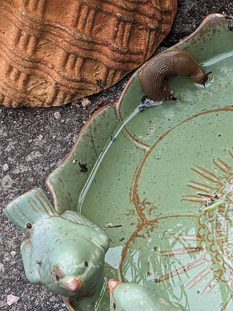 Spanish slug taking a drink from the bird's water bath.