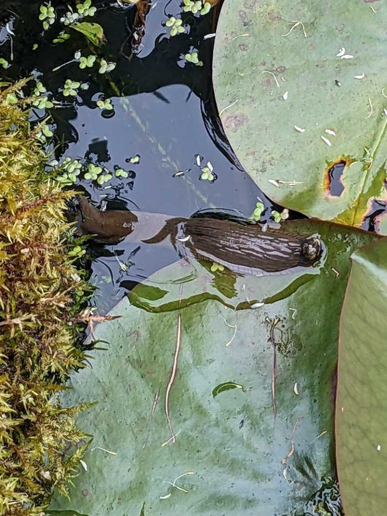 Spanish slug half submerged between water lily pad and moss covered stone