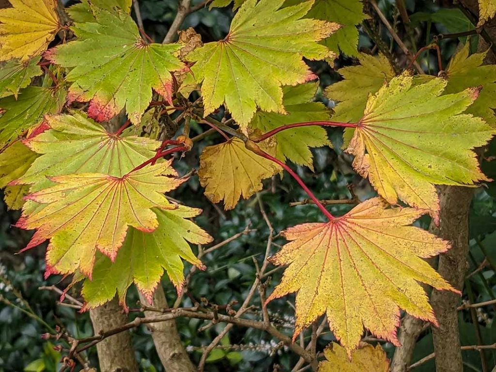 Golden acer leaves up close showing the red veins and tips.