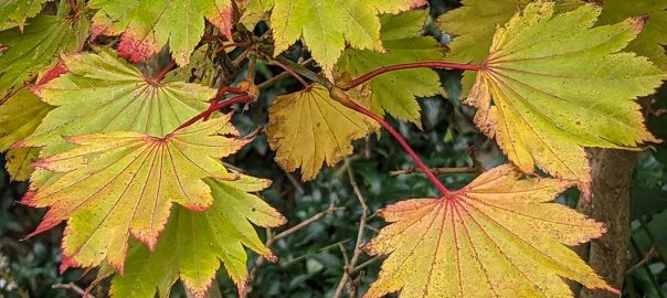 Golden acer leaves up close showing the red veins and tips.