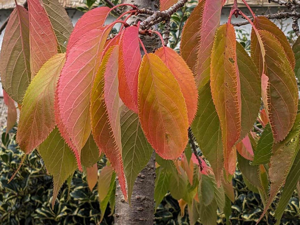 Autumnal colours in cherry tree.