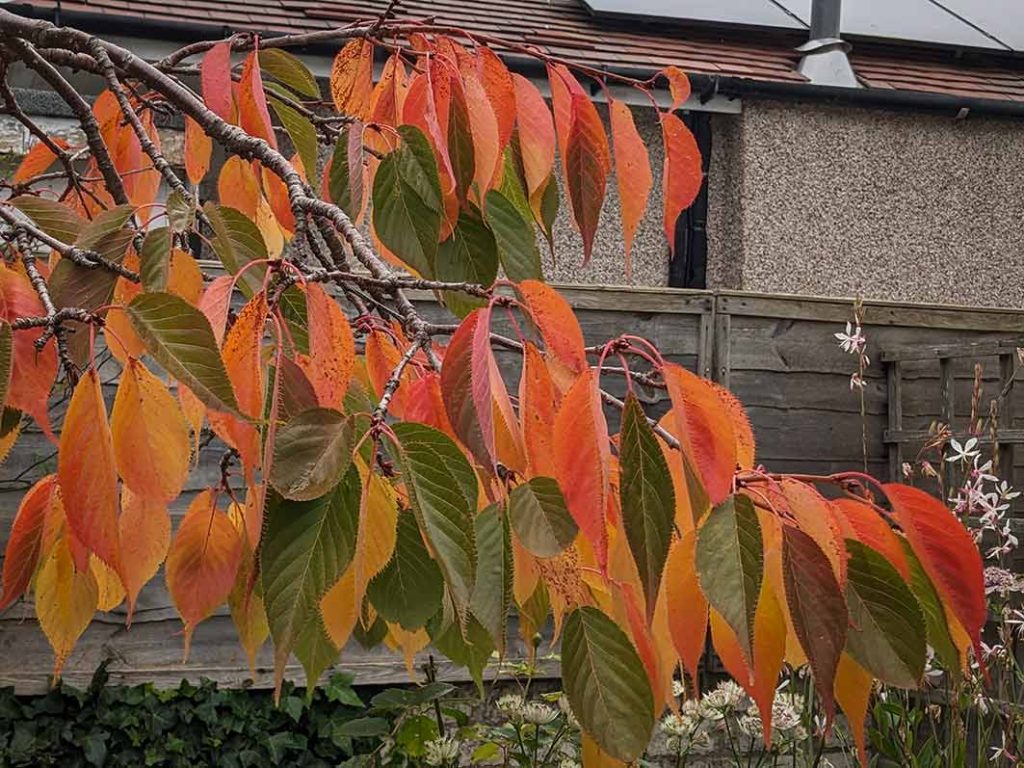 Cherry tree autumn colours darken just before the leaves fall.