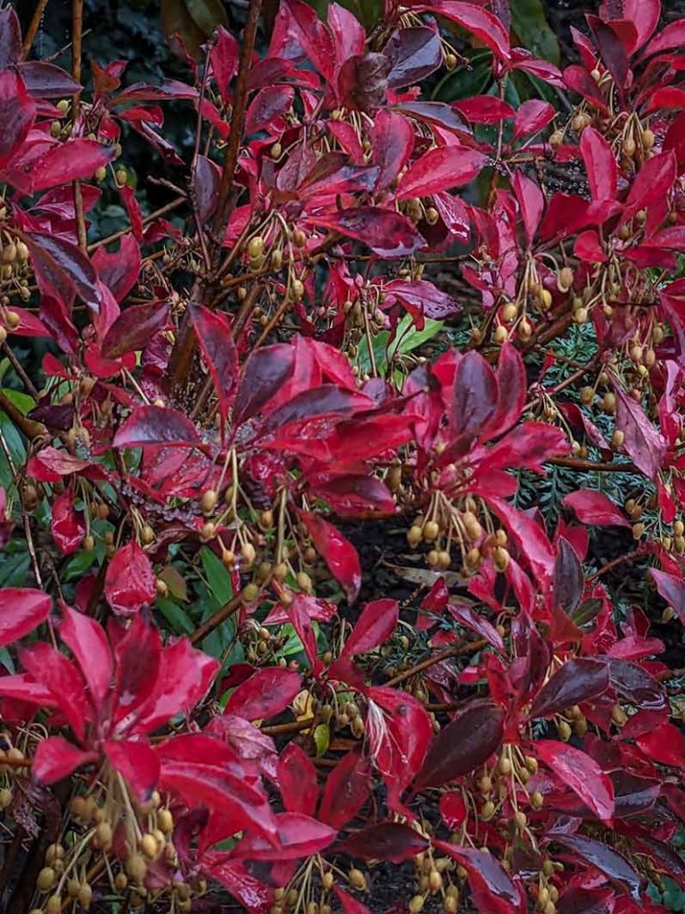 Enkianthus foliage change from purple to bright red.