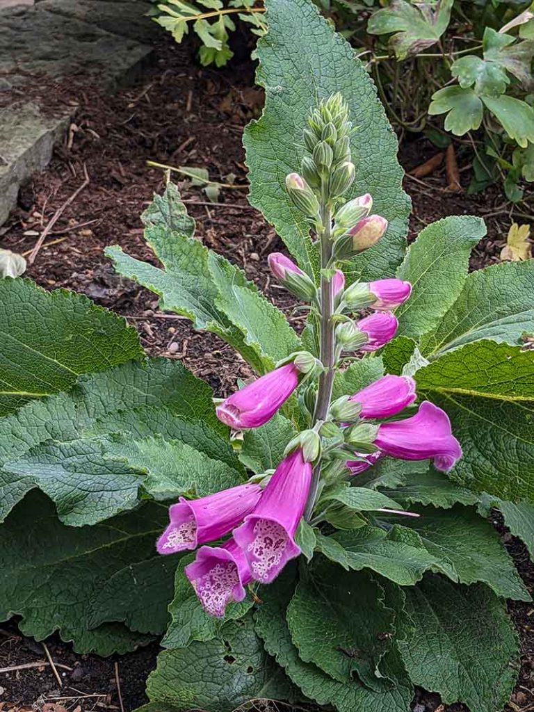 Purple/pink foxglove flowering in October.