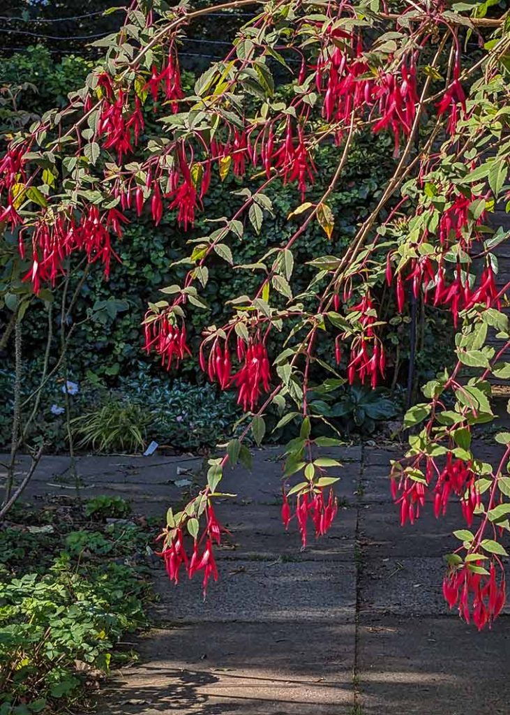 Small red and purple flowers on a fuchsia shrub.