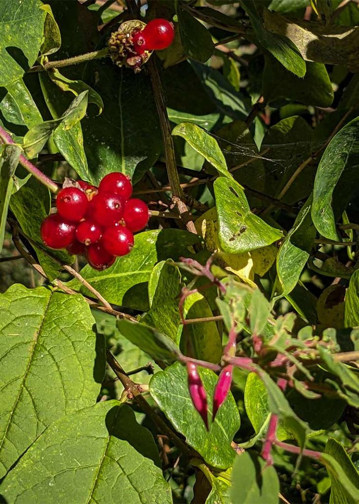 A cluster of bright red honeysuckle berries.