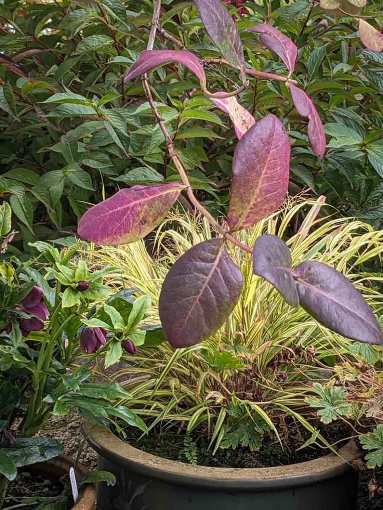 Honeysuckle purple leaves next to hellebore with purple flowers.