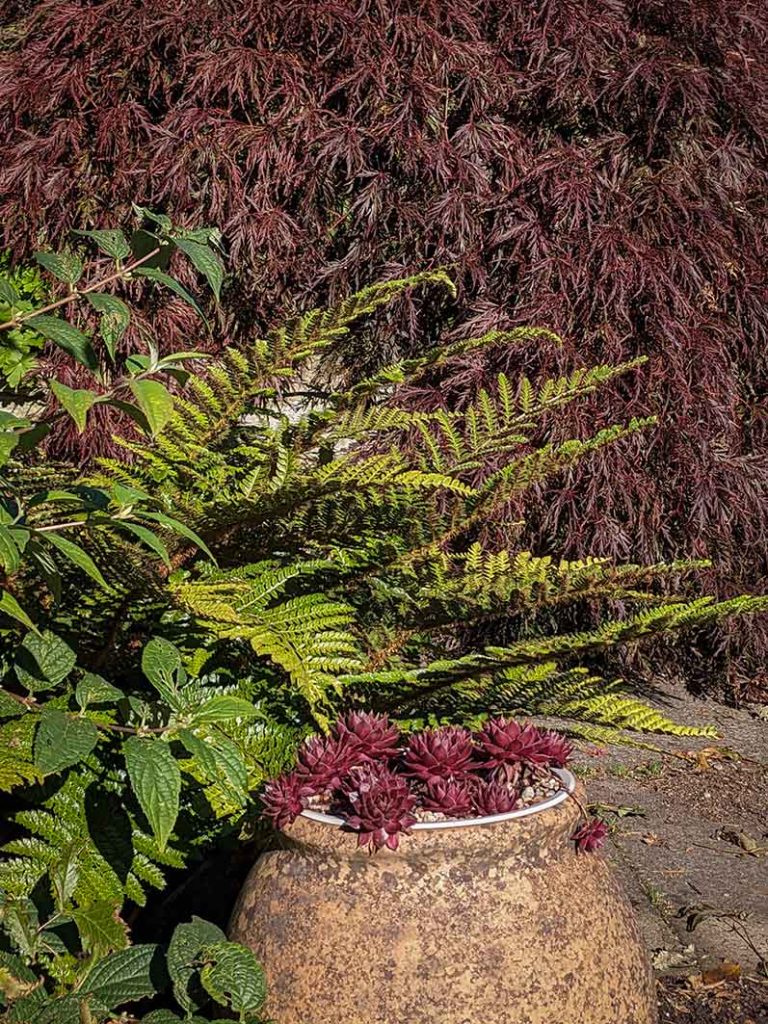 Purple sempervivum 'Chocolate kiss' in front of the purple leaved acer palmatum dissectum 'garnet'.