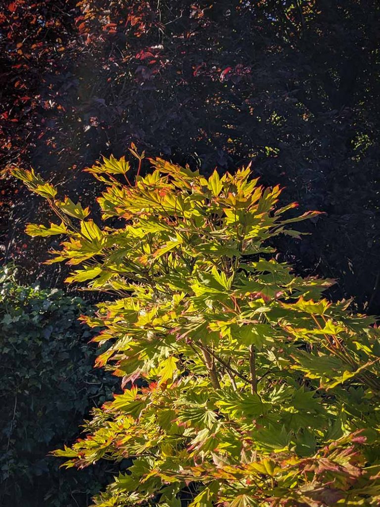 Sunshine on the golden leaves of an acer. Leaves tinged with red.