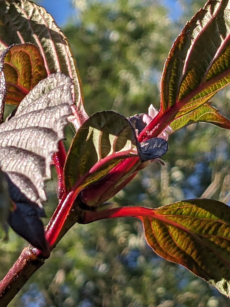 Red stems on Viburnum shrub.