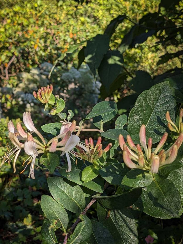 White honeysuckle flowers with pink tinges on the end of the buds.