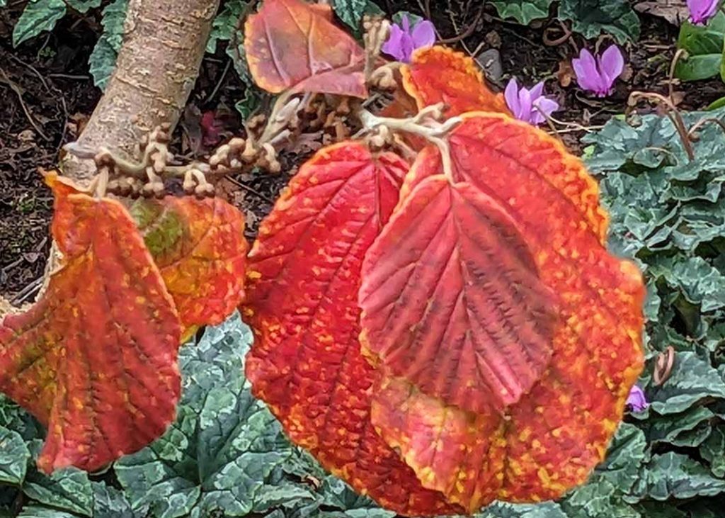 Hamamelis inter Diane witch hazel bright orangey red autumn foliage.