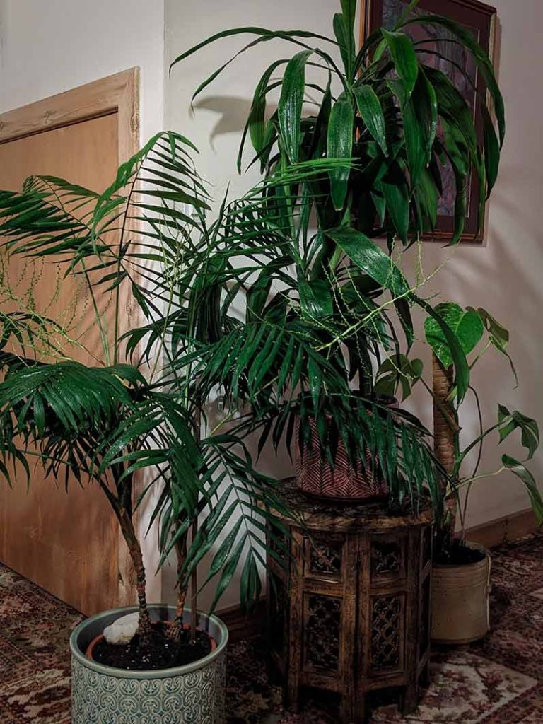 Unknown palm, Dracaena fragrans 'Janet Craig' and variegated Monstera deliciosa plants.