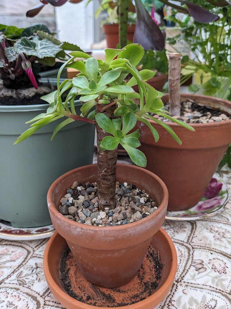 Succulent Aeonium 'Voodoo' cutting with branches forming.