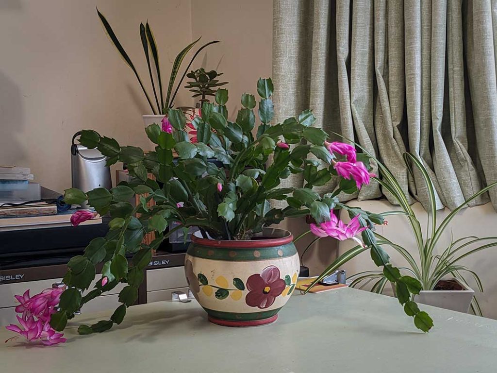 Pink flowered Schlumbergera (Christmas cactus).