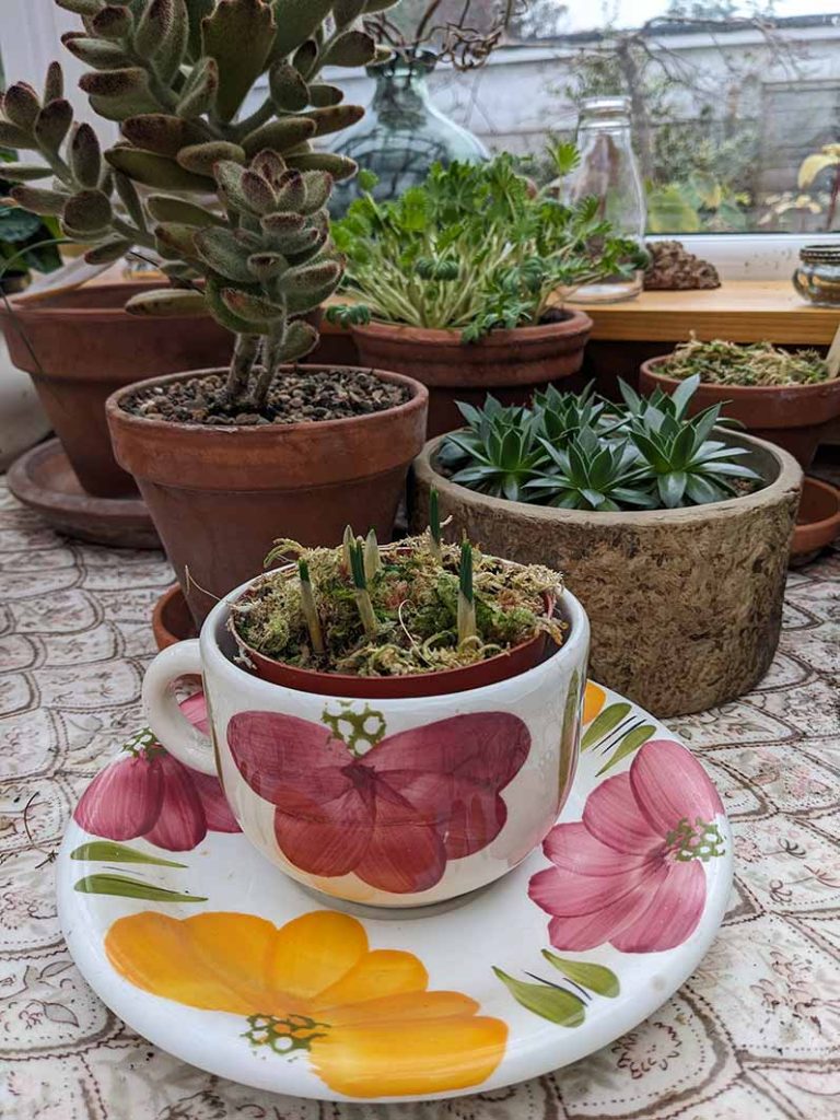 Tiny tips of crocus bulbs just showing through the topping of moss in a pot inside ac fancy cup and saucer.